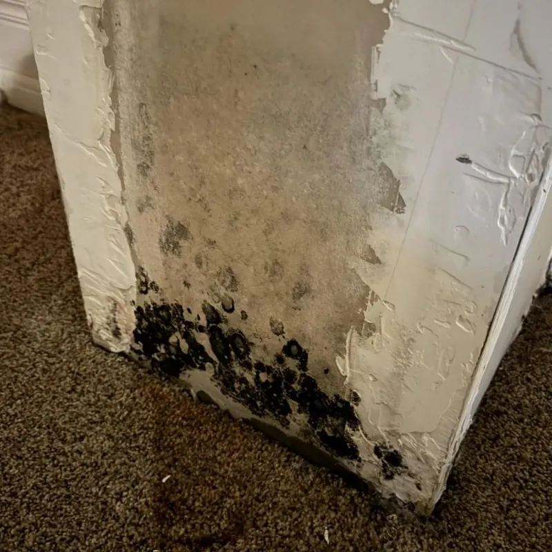 Professional Mold Removal in Burlington, IA